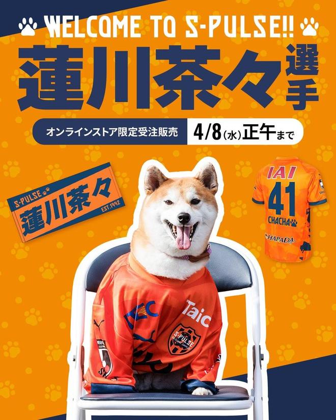 愚人节玩笑,清水心跳4月1日签下4岁秋田犬莲川茶茶